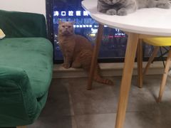 -团子家猫咪猫咖馆·柯基·柯尔鸭