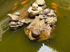 -楠溪江风景名胜区