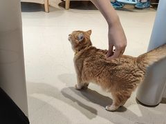 -藏猫猫咖啡主题馆(中央大道店)