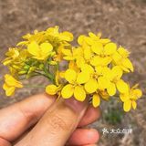 李子树全都开了，但是还不知道什么时候能出去