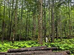 -洛阳白云山景区