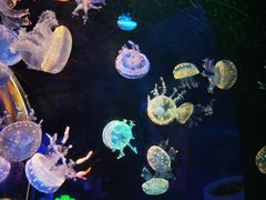 -海合安成都极地海洋公园