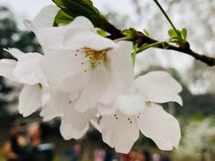 -武汉大学-樱园