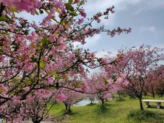 -花开海上生态园