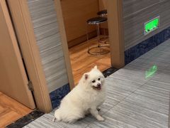 -瑞派名望志远动物医院·猫科·內科·异宠专科(直港大道店)