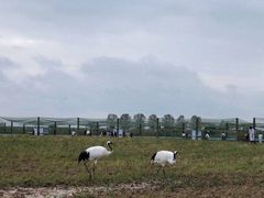 -盐城丹顶鹤湿地生态旅游区