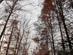 -合肥滨湖国家森林公园