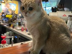 -咖法森林·咖啡  酒吧(天河店)