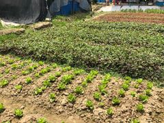 -呼吸森林·生态农庄农家乐私房菜