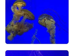-上海海昌海洋公园-停车场