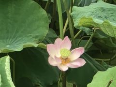 -莲湖公园