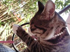 -海边的猫和咖啡馆