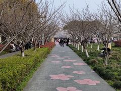 -高东镇樱花园