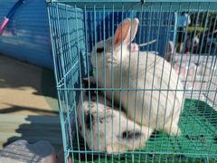 -季高兔窝窝亲子园(上海薰衣草公园店)