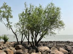 -上海吴淞炮台湾国家湿地公园