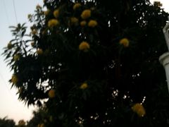 -广东花都香草世界旅游度假区