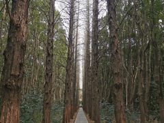 -同里国家湿地公园
