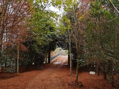 -上海海湾国家森林公园