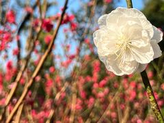 -桃花涧
