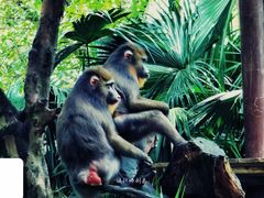 -广州长隆野生动物世界