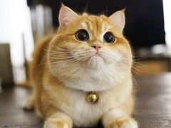 -百信宠物医院(东升街店)