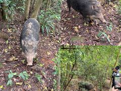 -梧桐山风景名胜区