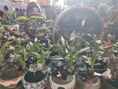 -朝来春花卉市场
