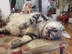 -熊小胖宠物生活馆(天华园店)