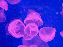 -正佳极地海洋世界