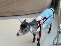 -怪兽屋·羊驼·猫咖·狗咖(俊华广场店)