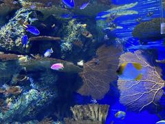 -上海海洋水族馆