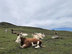 -灵山
