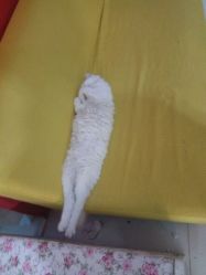 -麦莎MA3A摄影工作室(美兰金邸店)