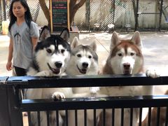 -TrueLove @ Neverland (Husky Cafe)