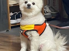 -宠爱国际动物医院·消化内科·心肾内科·ISFM猫友好(望京店)