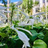 31-20摄氏度，吹着风温度还超级舒服