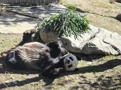 -卧龙中华大熊猫苑神树坪基地