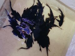 -华声天桥民俗文化园