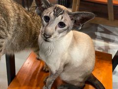 -豆逗聊愈猫阁Easy Life