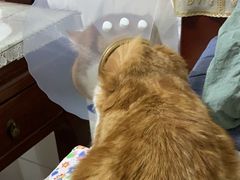 -纳吉亚猫专科动物医院博雅分院