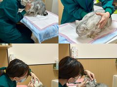 -瑞派康怡24h宠物医院·犬猫医疗中心·微创绝育(瑞景分院)