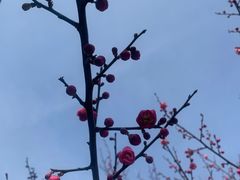 -香雪海