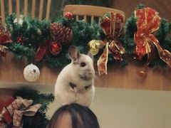 -藦茜花园宠物主题亲子互动体验馆(国顺东路店)