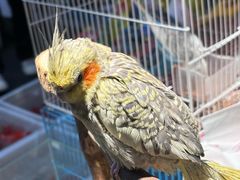 -青石桥花鸟鱼虫市场(叠翠城店)