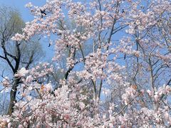 -上海共青森林公园