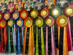 -青奢宠物·青奢猫舍