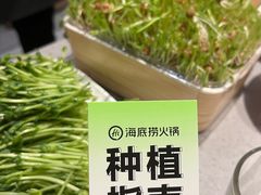 -海底捞火锅(吾悦广场店)