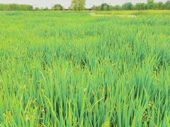 -永定河休闲森林公园