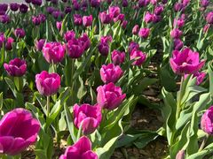 -洛阳郁金香牡丹园