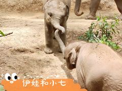 -野象谷景区